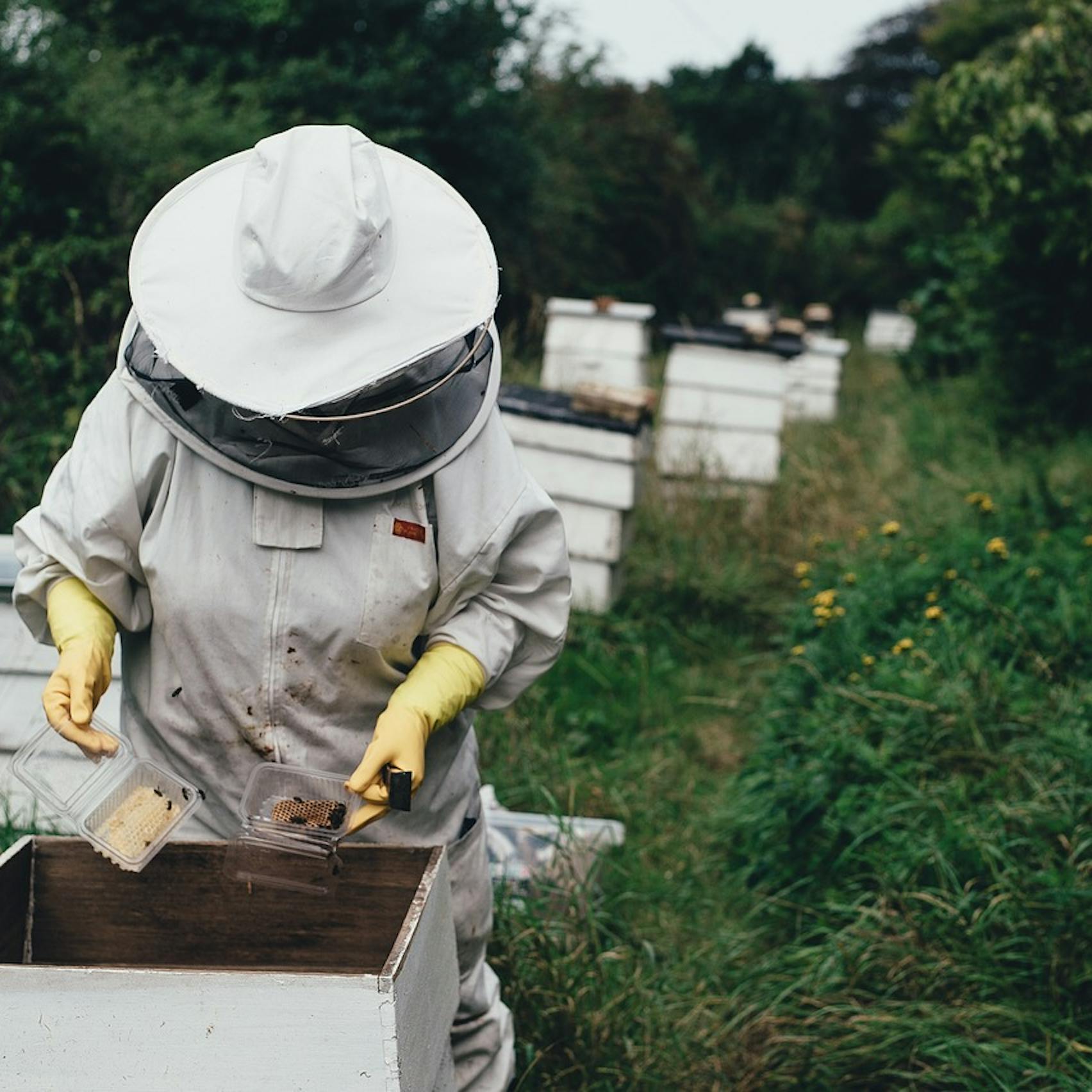 Beekeeping